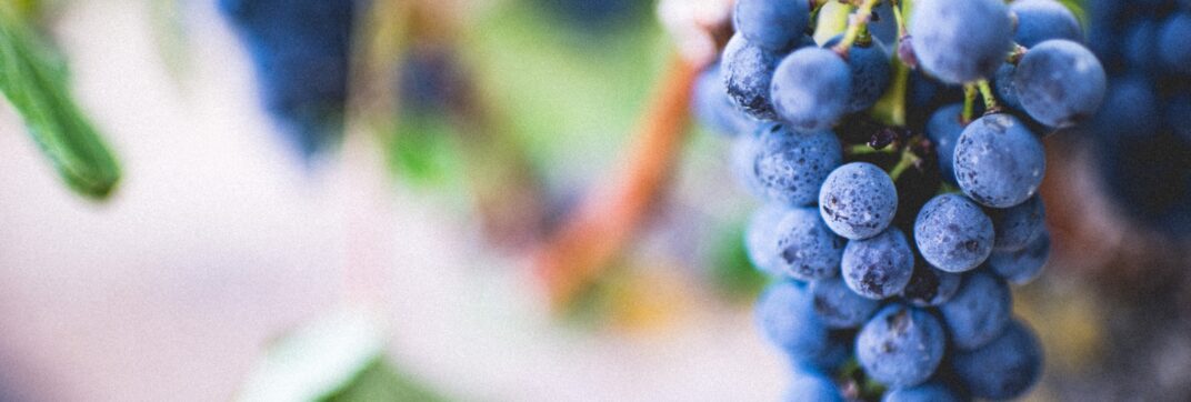 Crushed Grapes