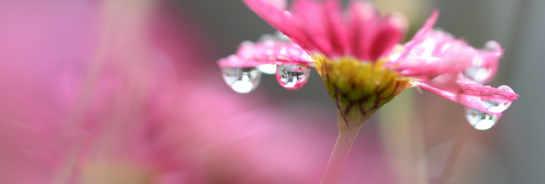 What If There is Actually Water in the Wilderness?