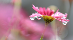 What If There is Actually Water in the Wilderness?