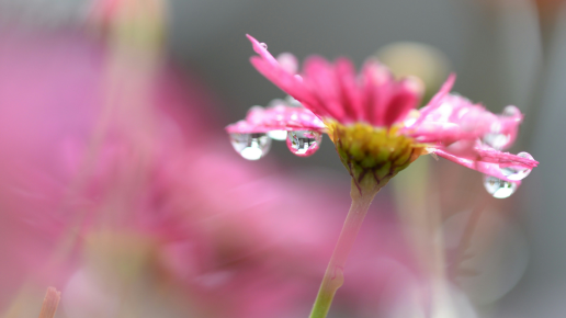 What If There is Actually Water in the Wilderness?